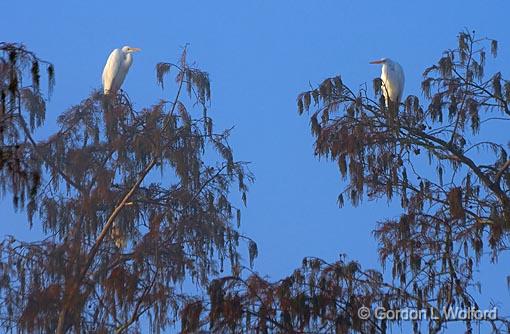 Two Perched Egrets_26260.jpg - Photographed in the Cypress Island Preserve at Lake Martin near Breaux Bridge, Louisiana, USA.